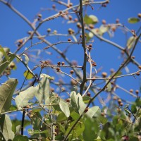 Capparis zeylanica L.